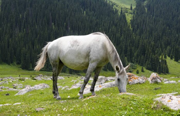 Kyrgyz Wonders Travel Kyrgyzstan Tour