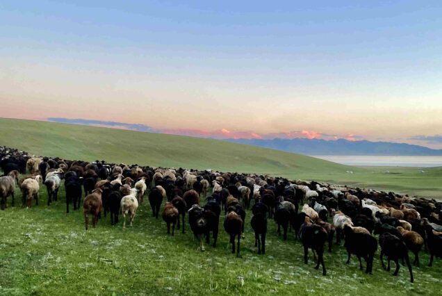 Shepherds tending their animals near Song-Kol Kyrgyz Wonders Kyrgyzstan