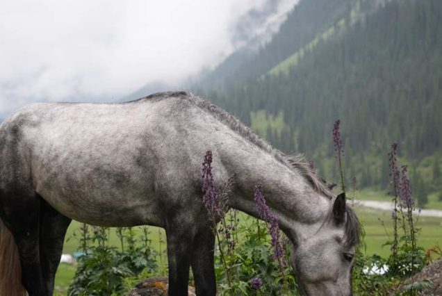 Altyn-Arshan-Valley Kyrgyz Wonders Kyrgyzstan