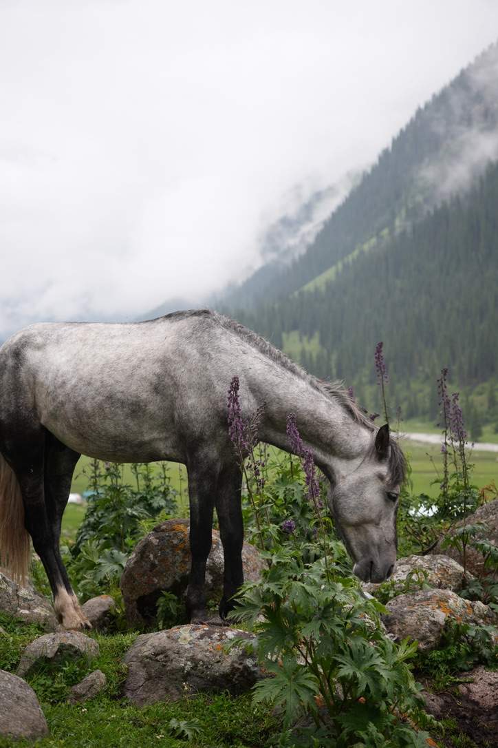 Altyn-Arshan-Valley Kyrgyz Wonders Kyrgyzstan