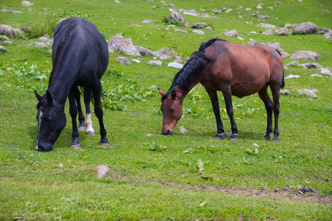 Altyn-Arshan-Valley Kyrgyz Wonders Kyrgyzstan