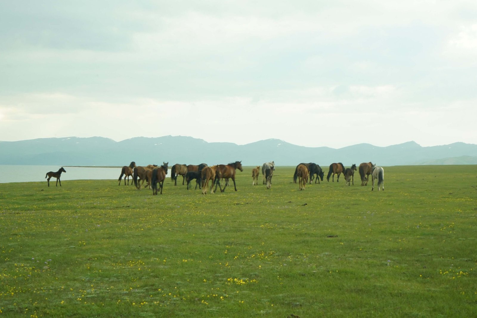 Song-Kol Lake photo 6